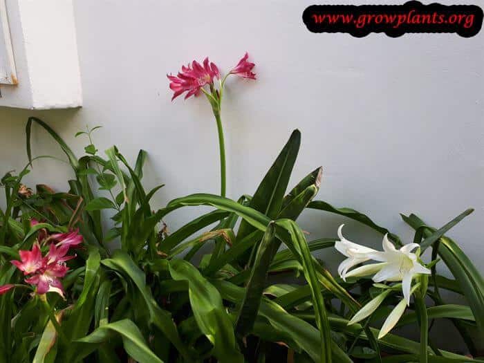 Crinum powellii planting