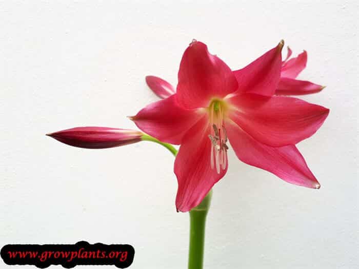 Crinum powellii red flower
