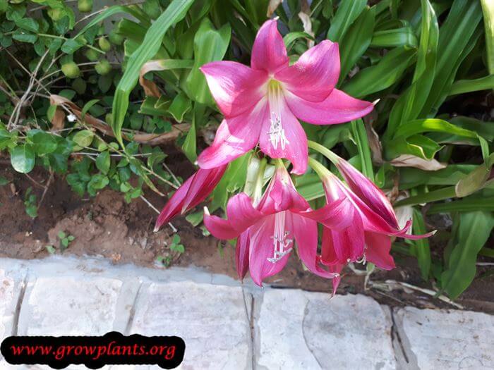 Crinum powellii planting season