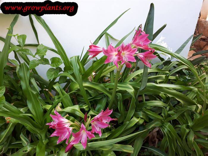 Grow and care Crinum powellii