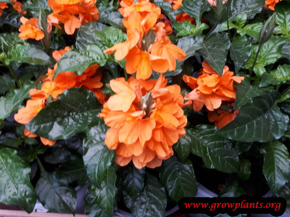 Crossandra infundibuliformis