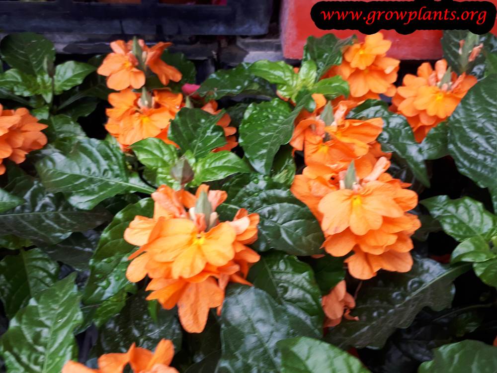Growing Crossandra infundibuliformis