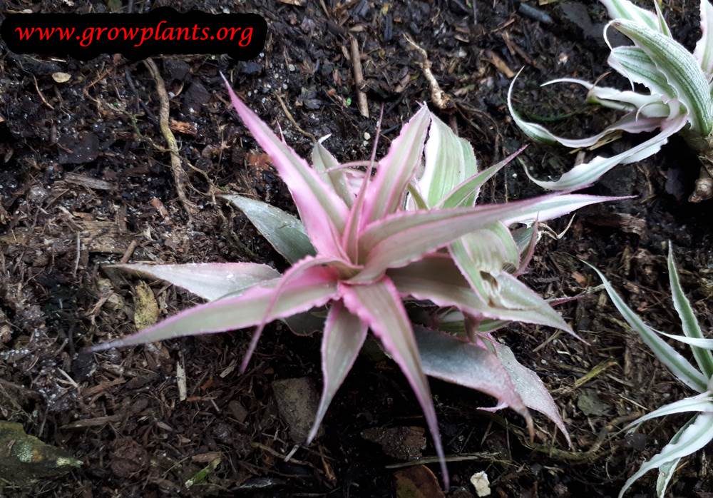 Cryptanthus roseus