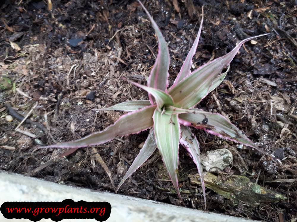 Growing Cryptanthus roseus