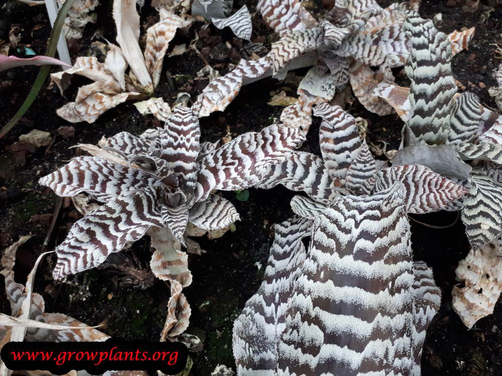 Growing Cryptanthus zonatus