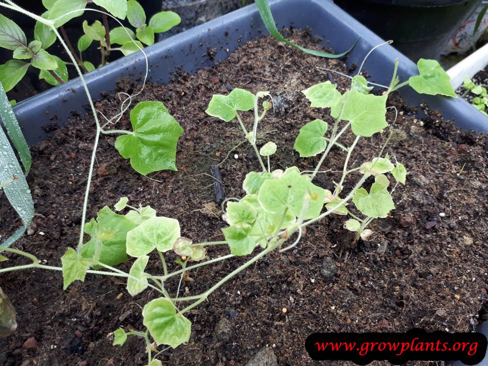 Cucamelon plant