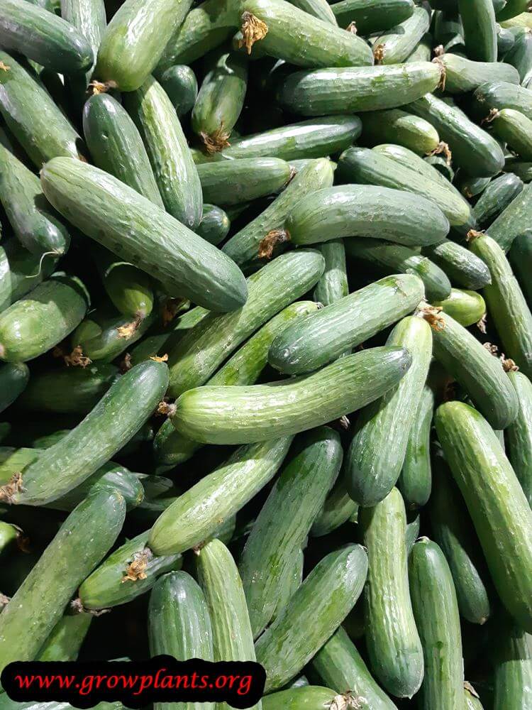 Cucumber plant harvesting