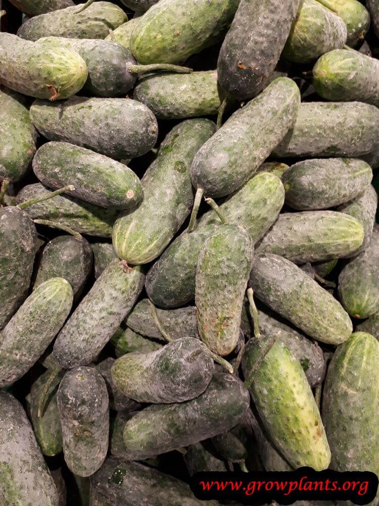 Cucumber plant with bumbs