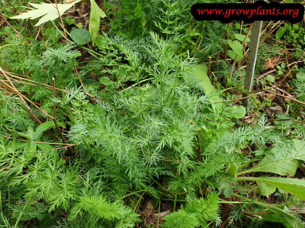 Cumin plant How to grow & care