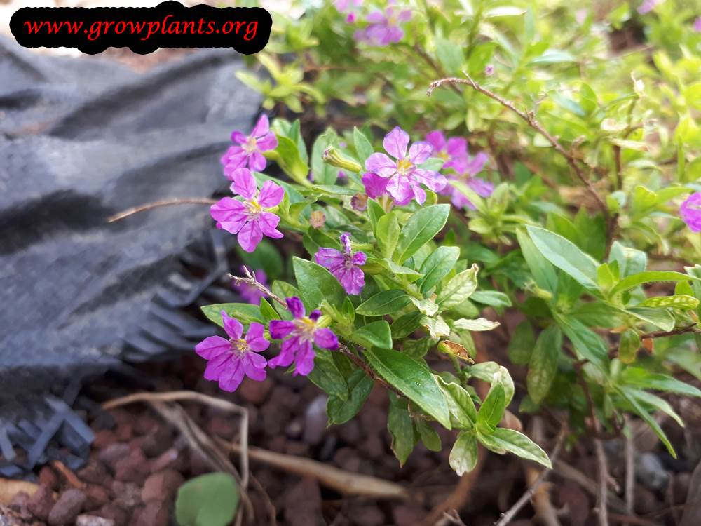 Cuphea hyssopifolia