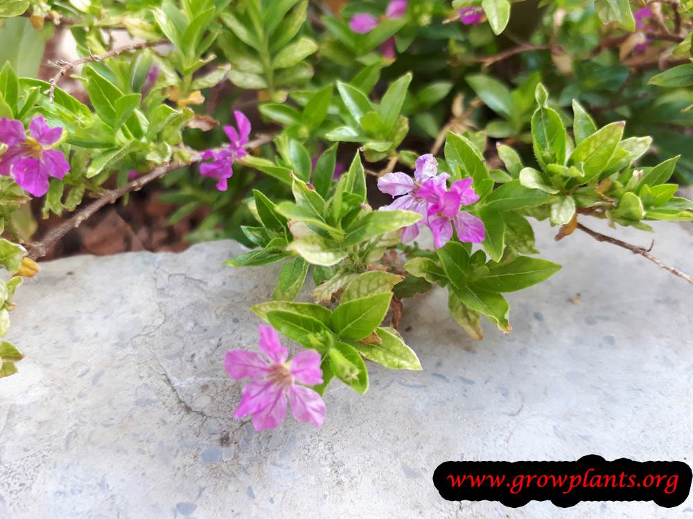 Cuphea hyssopifolia flower