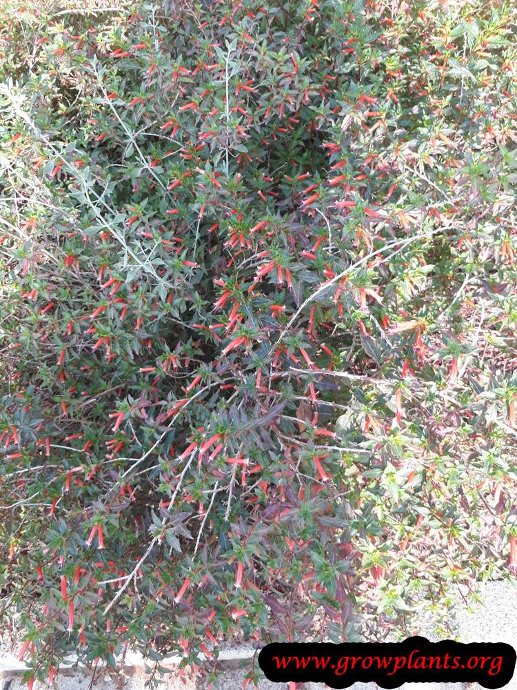 Cuphea ignea plant care