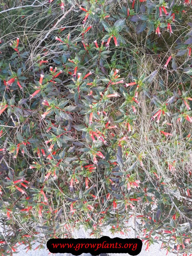Growing Cuphea ignea plant