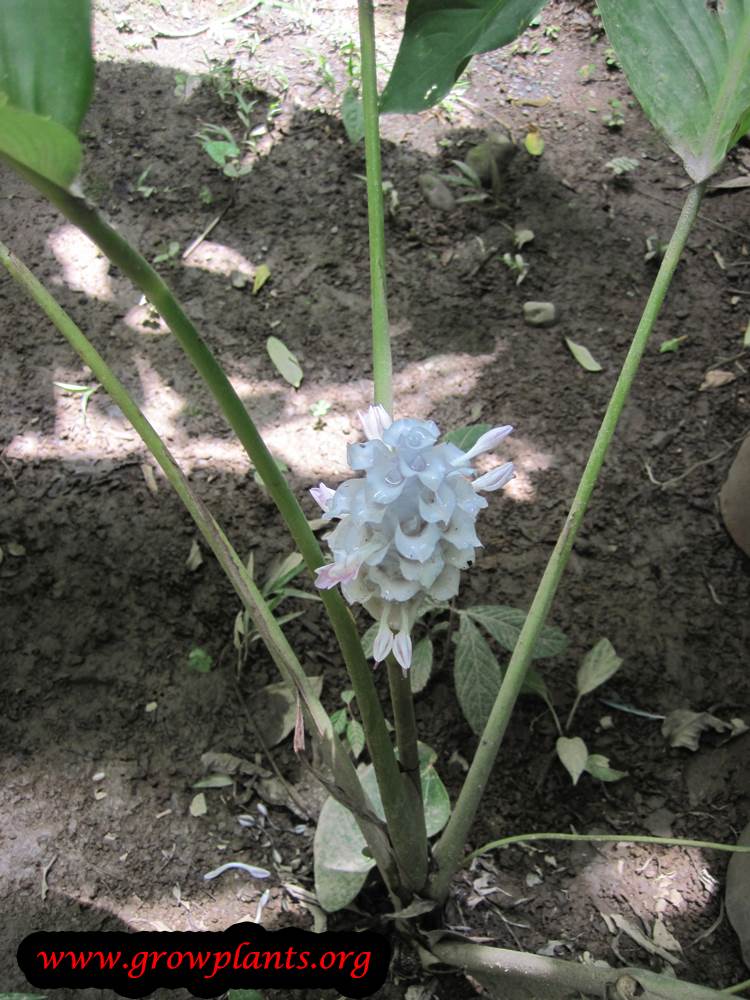 Curcuma plant