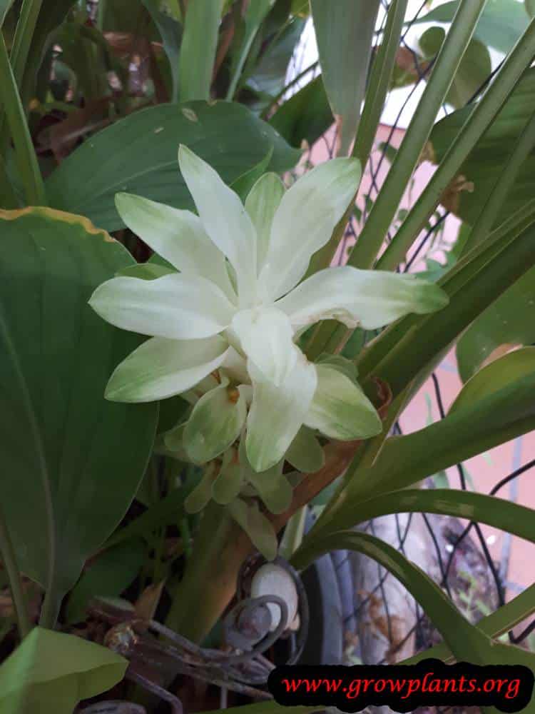 Curcuma plant flower