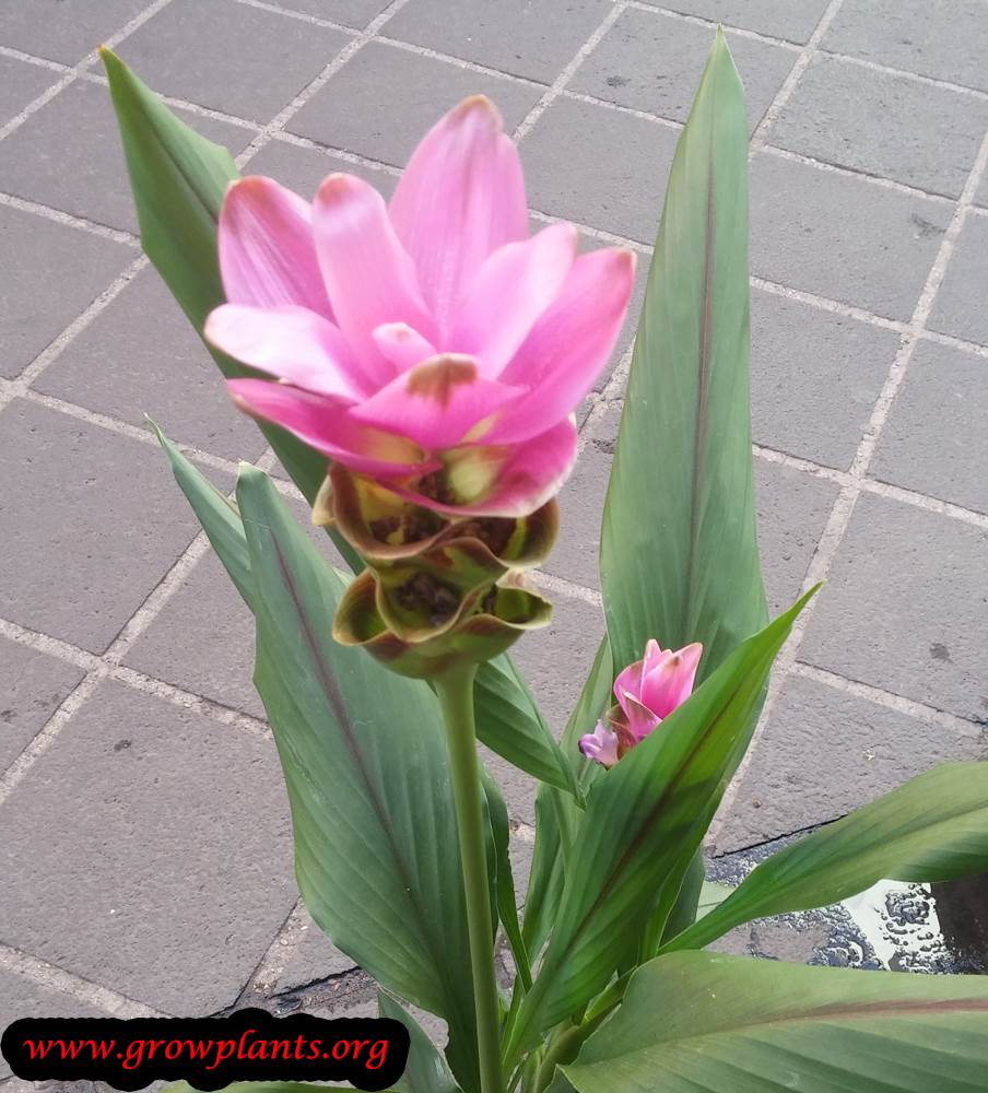 Curcuma plant pink flower