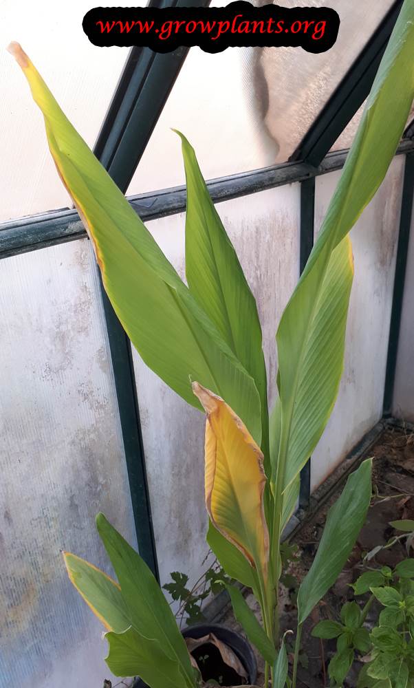 Curcuma plant care