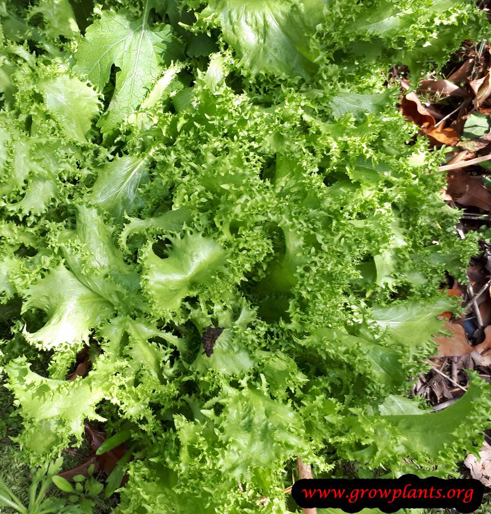 Growing Curly endive