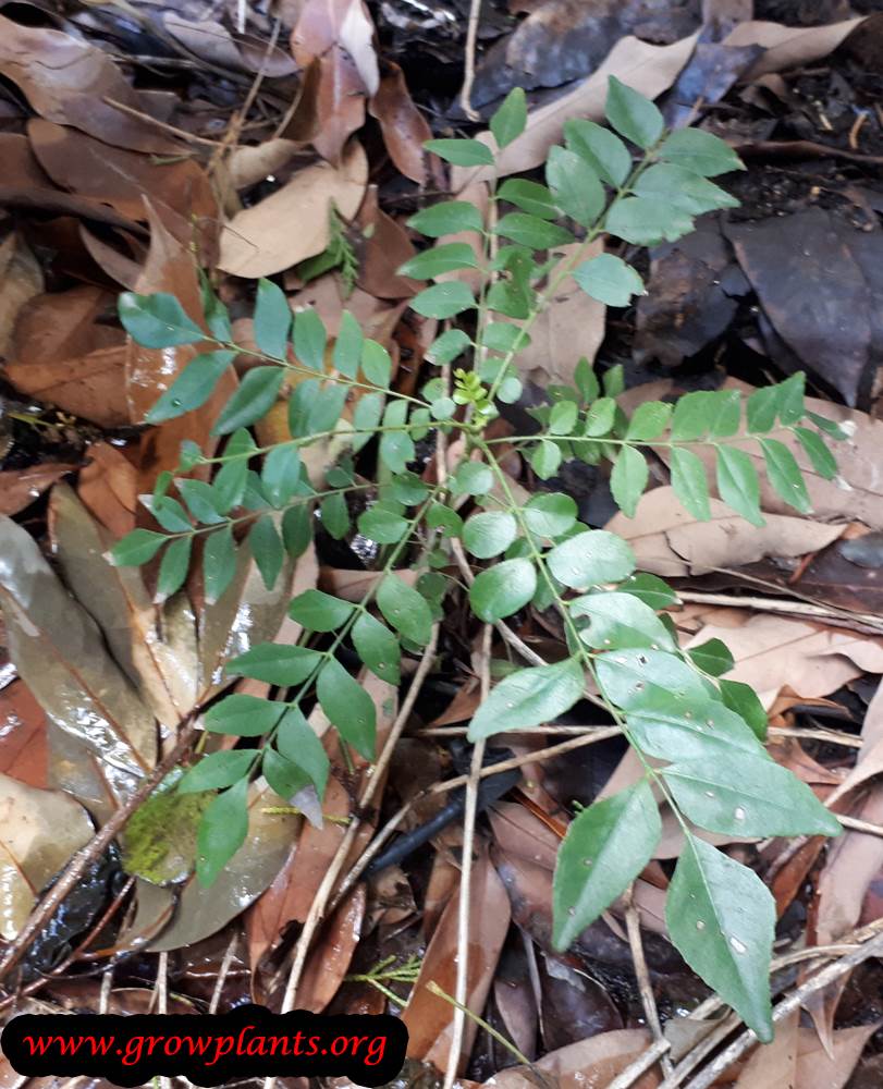 Curry tree from seeds