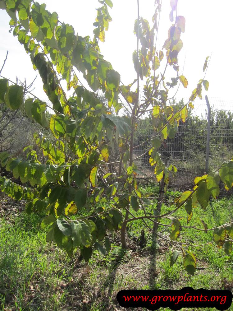 Custard apple tree