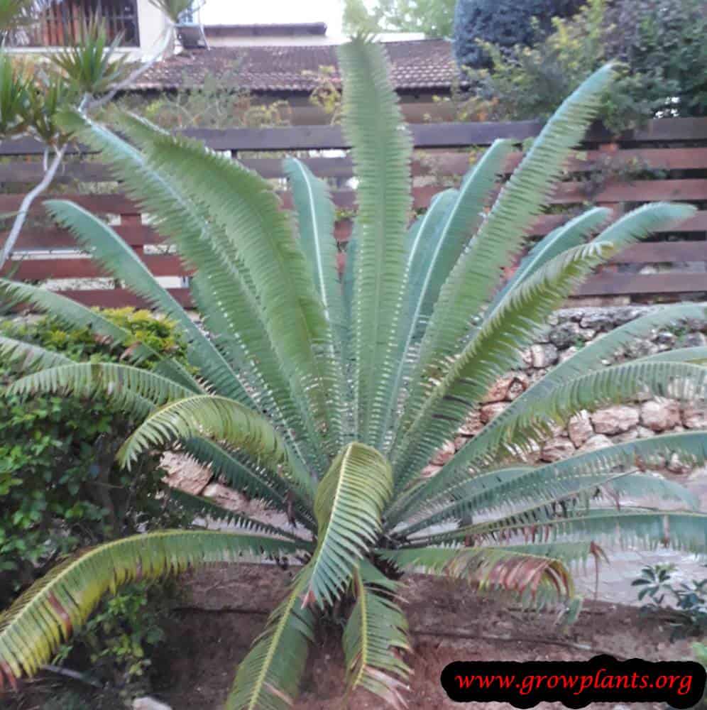 Growing Cycas circinalis