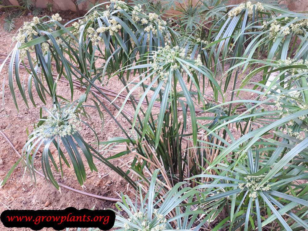 Cyperus alternifolius leaves