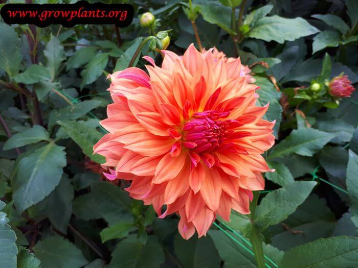 Dahlia alauna chamade flower
