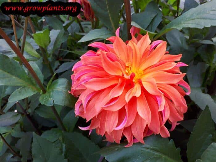 Dahlia alauna chamade