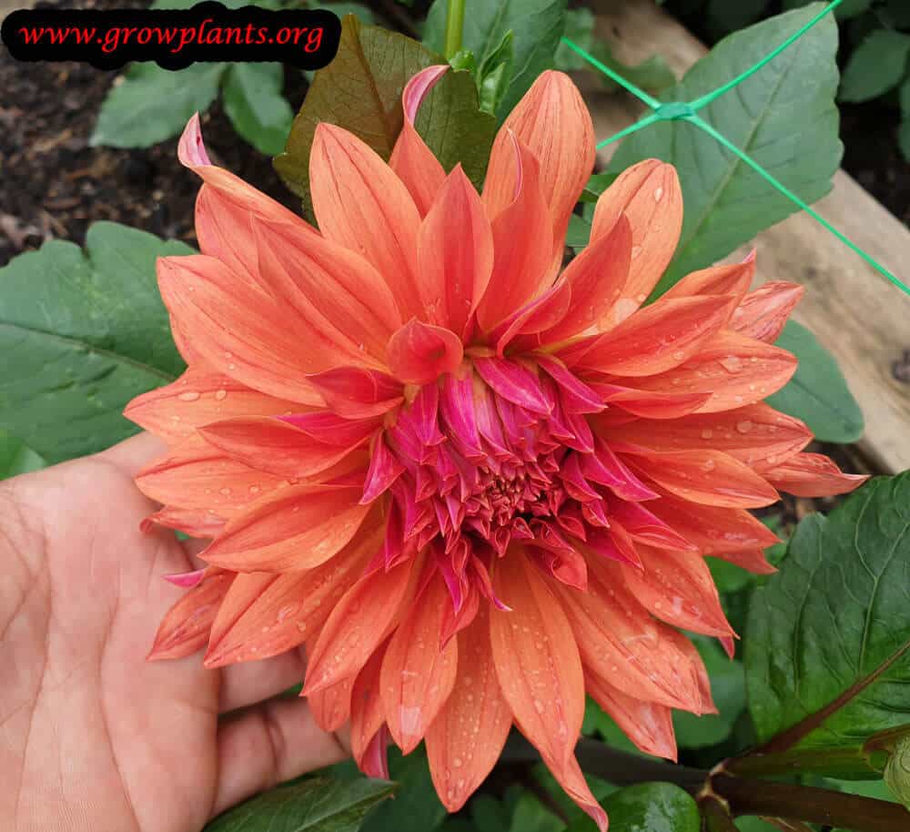 Dahlia alauna chamade blooming season