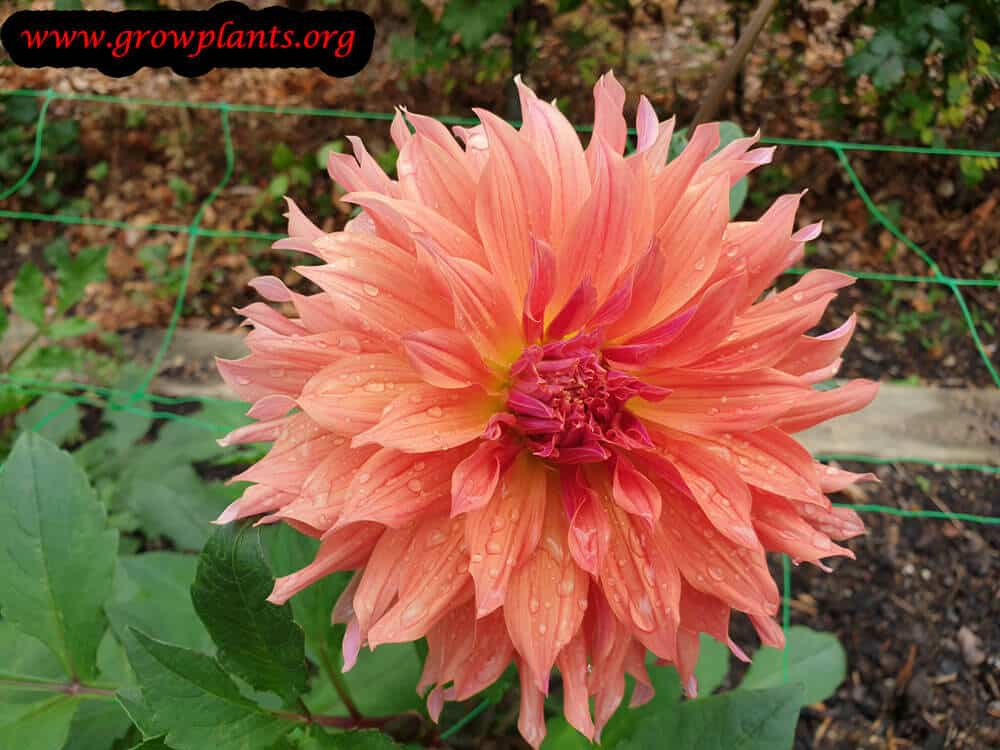 Dahlia alauna chamade blooming information