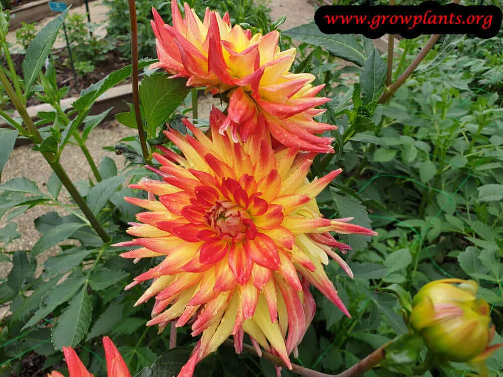 Dahlia aloha