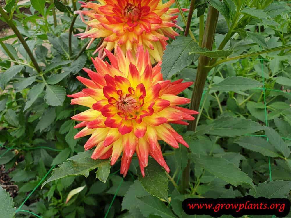 Dahlia aloha flower plant