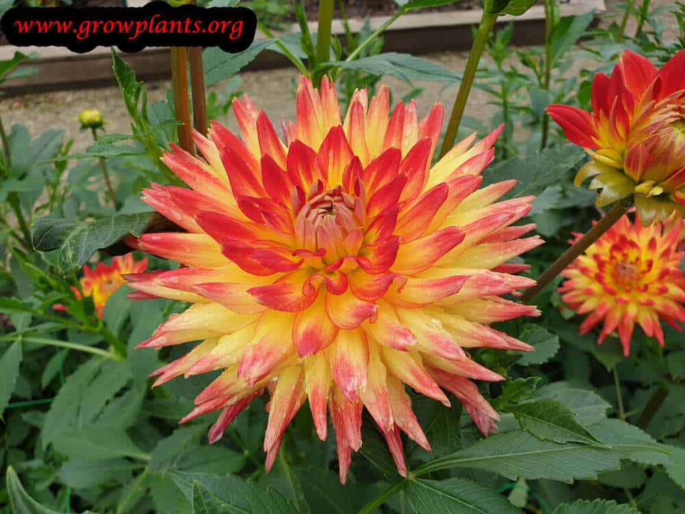 Dahlia aloha flower