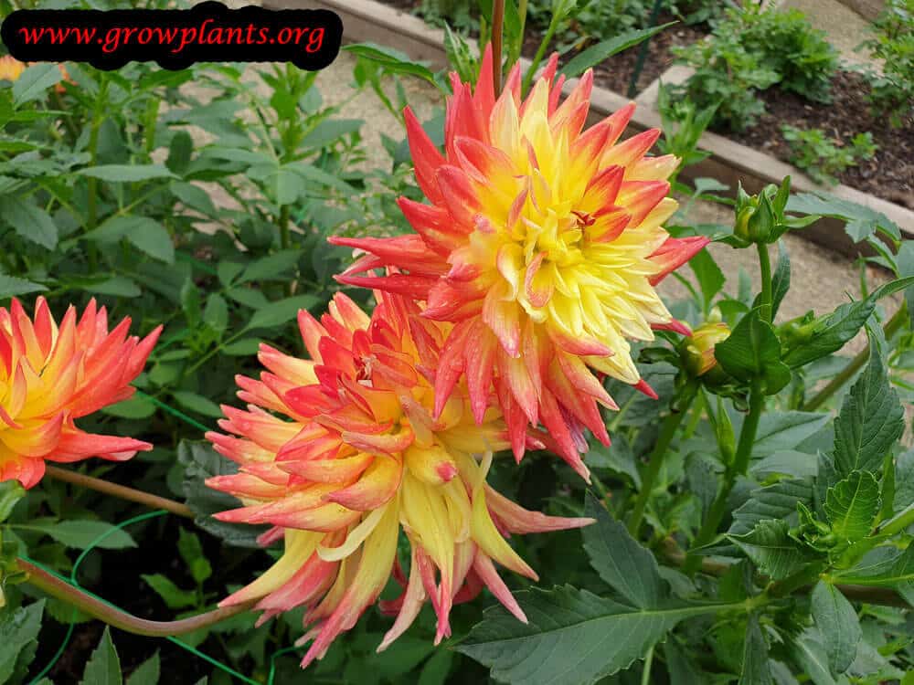 Dahlia aloha flower plant care