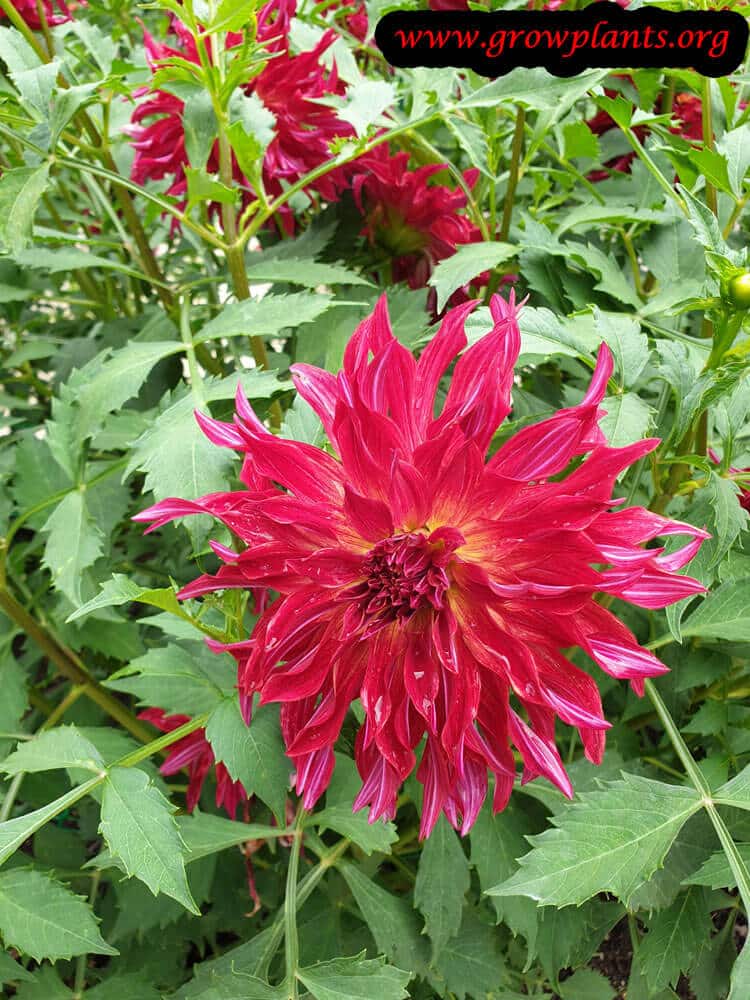Dahlia bangkok planting information