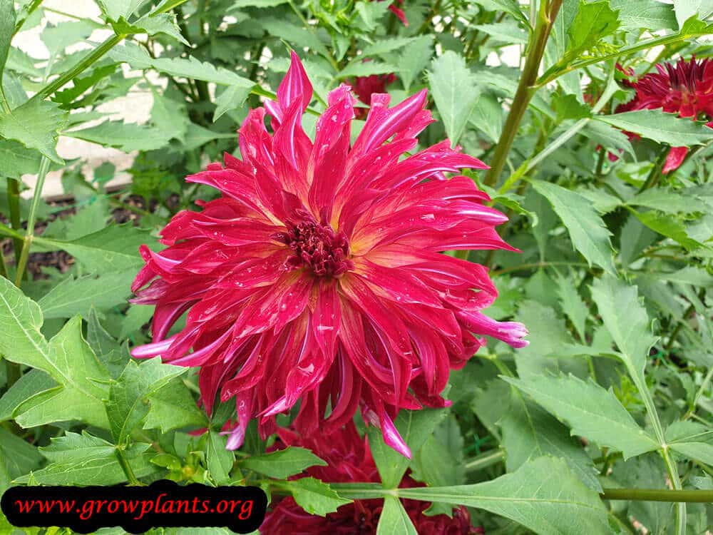 Dahlia bangkok blooming information