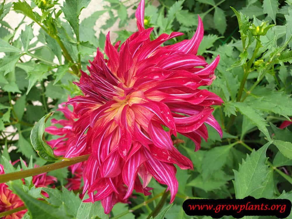 Dahlia bangkok blooming season