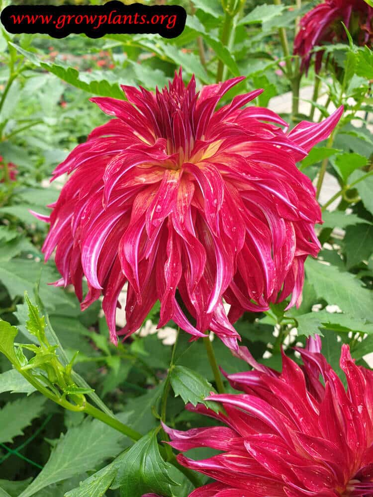 Dahlia bangkok plant care and grow