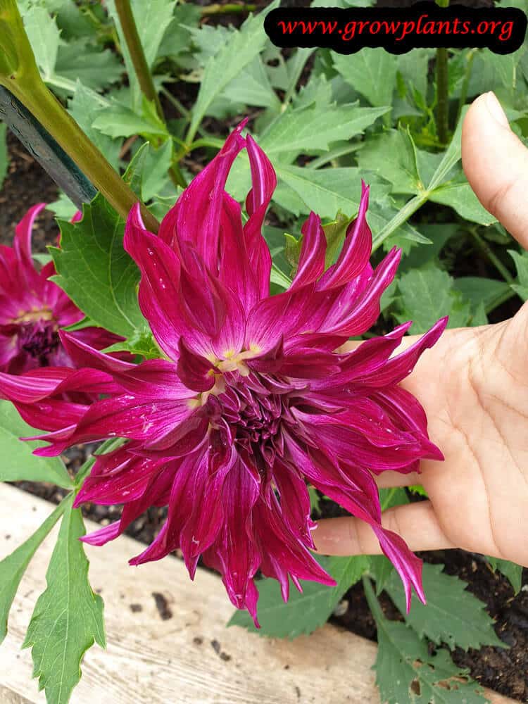 Dahlia Bangkok violet