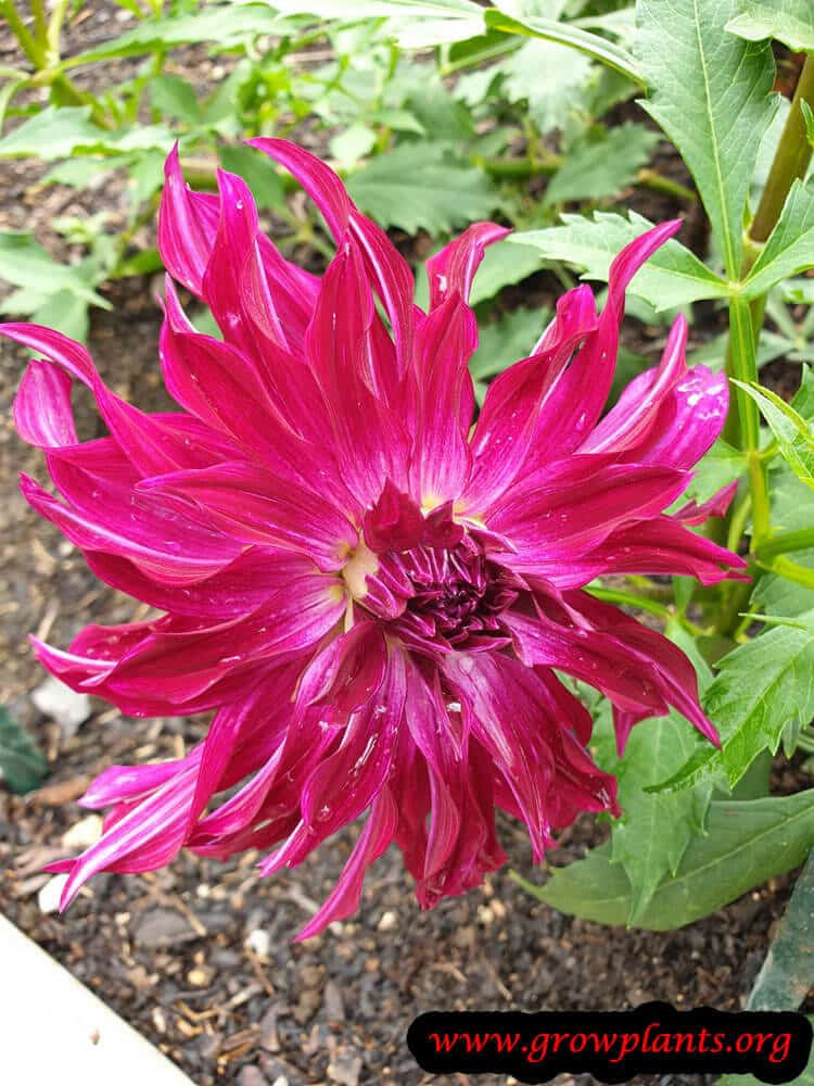 Dahlia Bangkok violet flower