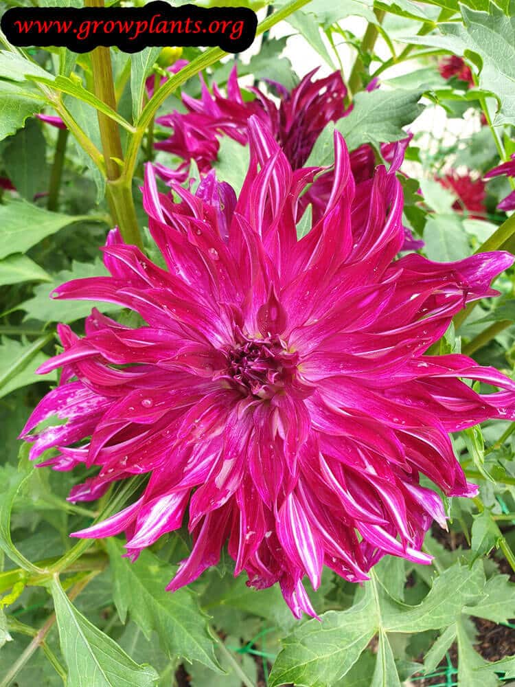 Dahlia Bangkok violet plant care