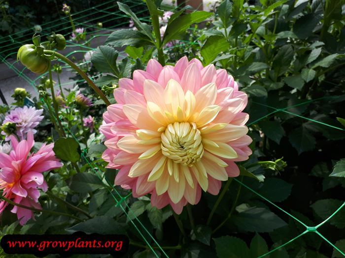 Dahlia bel amour flower