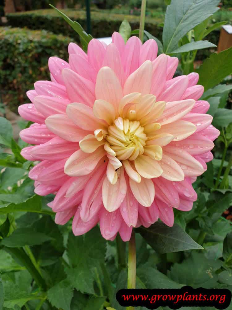 Dahlia bel amour plant care