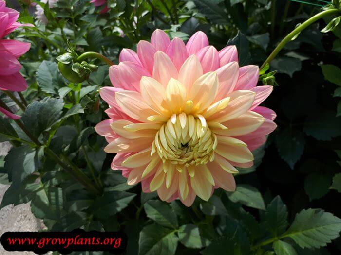 Dahlia bel amour blooming season