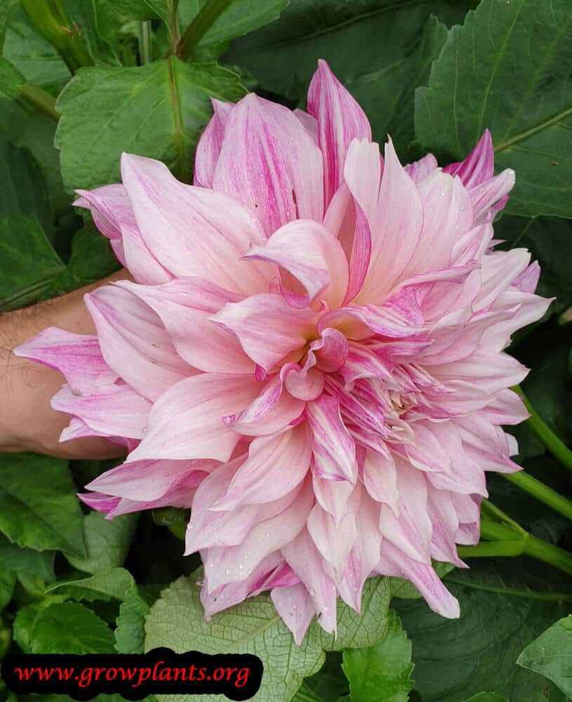 Dahlia cafe au lait