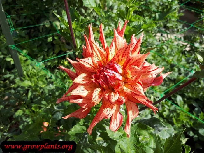 Dahlia cebu