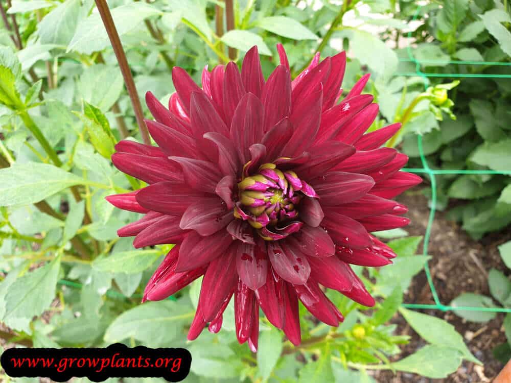Dahlia chat noir