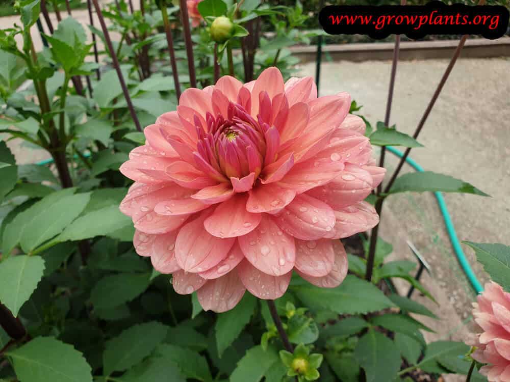 Dahlia chateau de la bourdaisiere bloom information