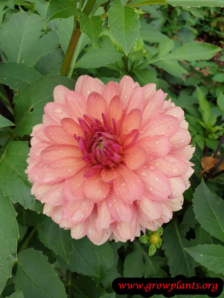Dahlia chateau de la bourdaisiere bloom