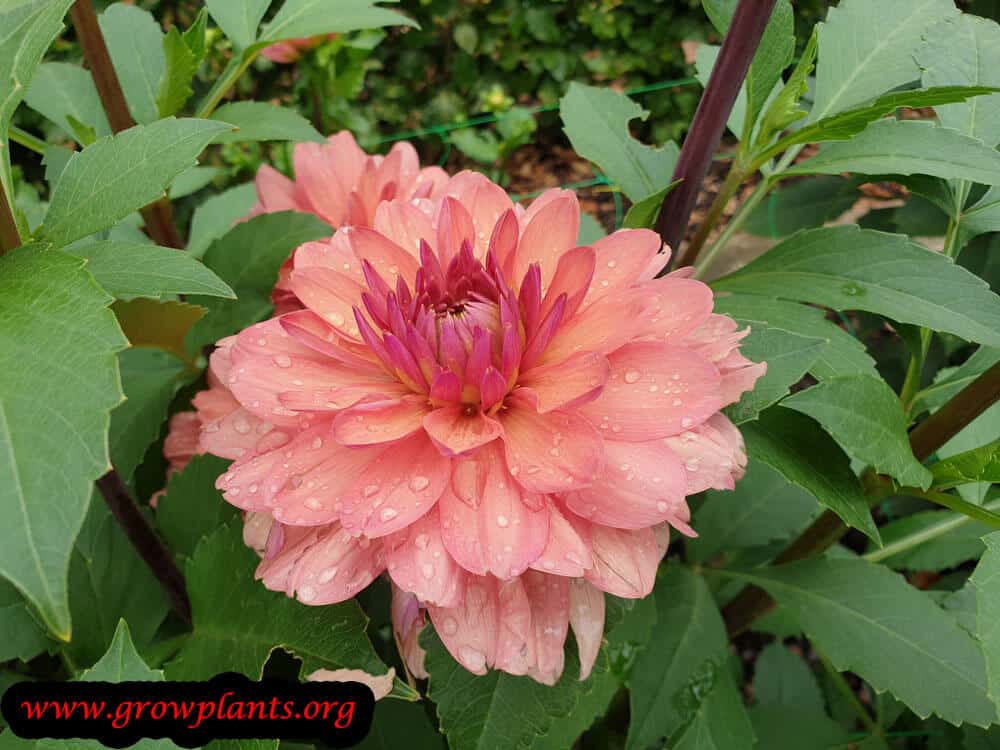 Dahlia chateau de la bourdaisiere plant information